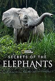 secrets of the elephants myflixer|Secrets of the Elephants (TV Mini Series 2023) .